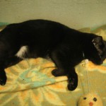 TOPAZE-FEMELLE STERILISEE-4 ANS