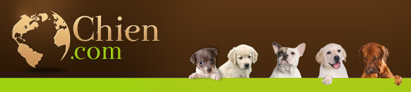chien.com - Le Monde Francophone du Chien chien.com - Le Monde Francophone du Chien