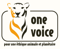 One Voice One Voice