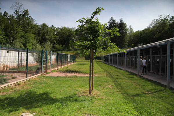 Les boxes pour chiens du refuge SPA de Brive en Corrèze