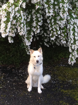 Hiro-arbre-en-fleurs