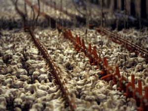 elevage-poulets-industriel-300x225