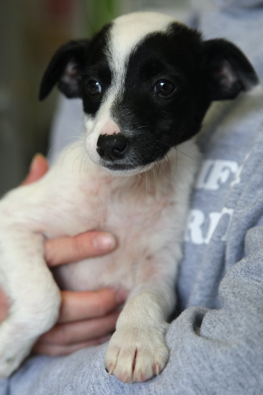 CHIOT22MOIS Refuge SPA de Brive