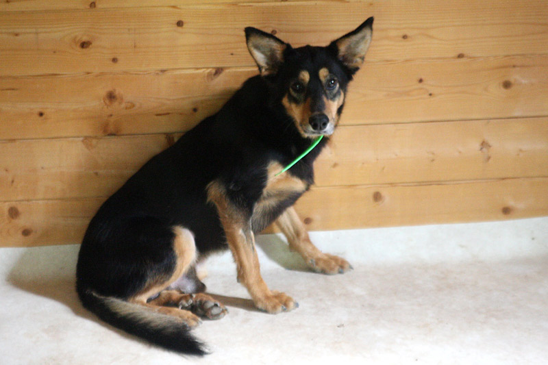 DOYLE-MALE-CASTRE-2-ANS