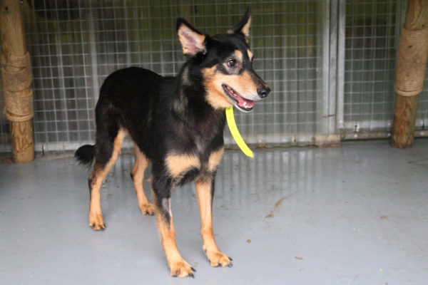 JECKYL-MALE-CASTRE-12-KGS-2 ANS