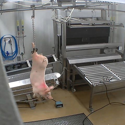 caméra abattoir