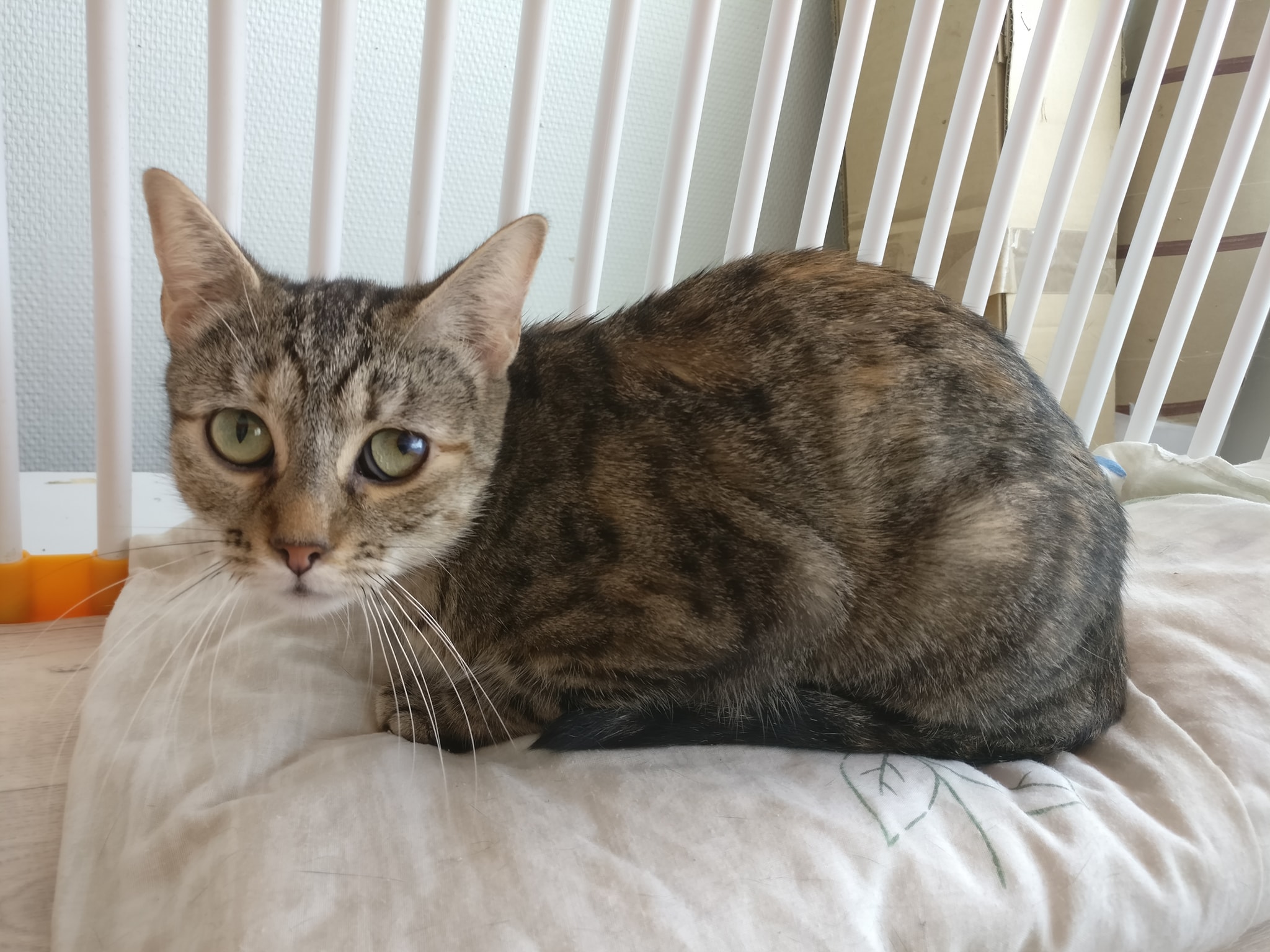 chat brive la gaillarde